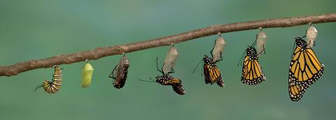 monarch catapillar morphing to butterfly